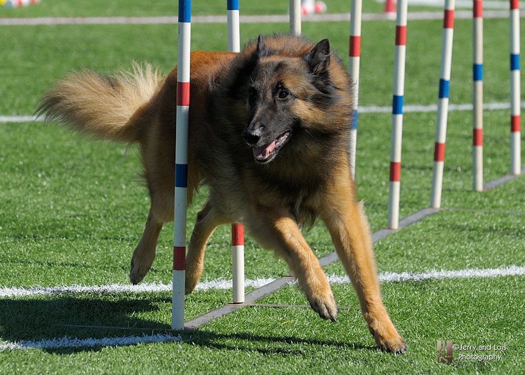 Olympic best sale kennel club